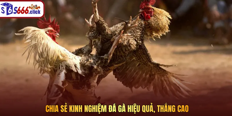 Nắm vững phong cách đối đầu của chiến kê để dự đoán đúng