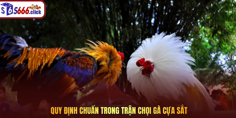 Quy định chuẩn trong trận chọi gà cựa sắt đảm bảo công bằng